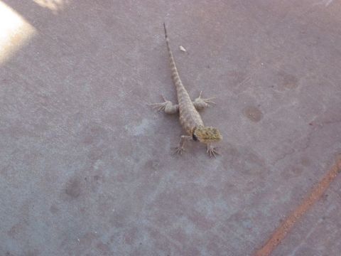 1991 Ford LTD Crown Victoria - A lizard basks on a concrete surface, with a watermark indicating the image source.