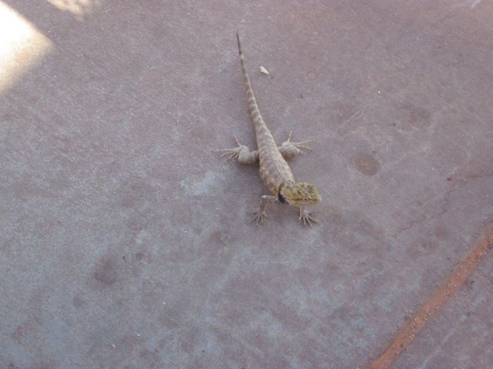 Lizard on concrete with a 'SUPERMOTORS' watermark at the bottom right