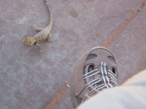 1991 Ford LTD Crown Victoria - A lizard is seen on the ground next to a person's shoe.