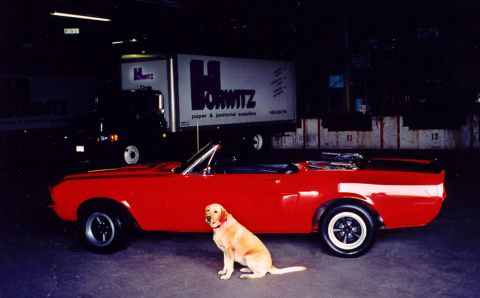 1968 Shelby GT350 - A red convertible sits parked indoors with a dog posing in front of it and a large truck behind.