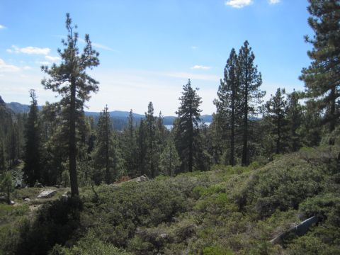 1989 Ford Bronco - A view of a forest landscape with numerous pine trees and a body of water visible in the background on a clear day.