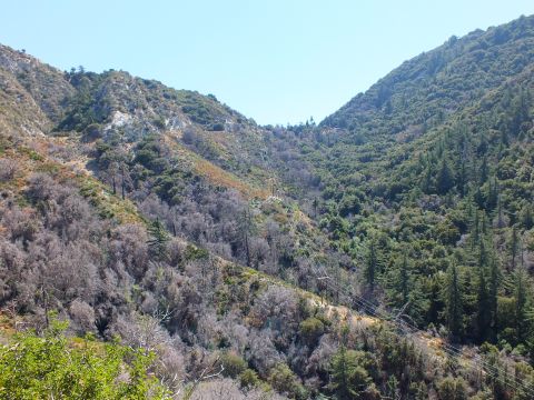 2003 Ford Crown Victoria - Power lines cross a forested mountain canyon with mixed green pines and dry brush on the slopes.