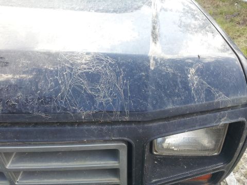 1986 Ford Bronco - A dark blue SUV's hood is covered in cobwebs and dust, obscuring its model year.