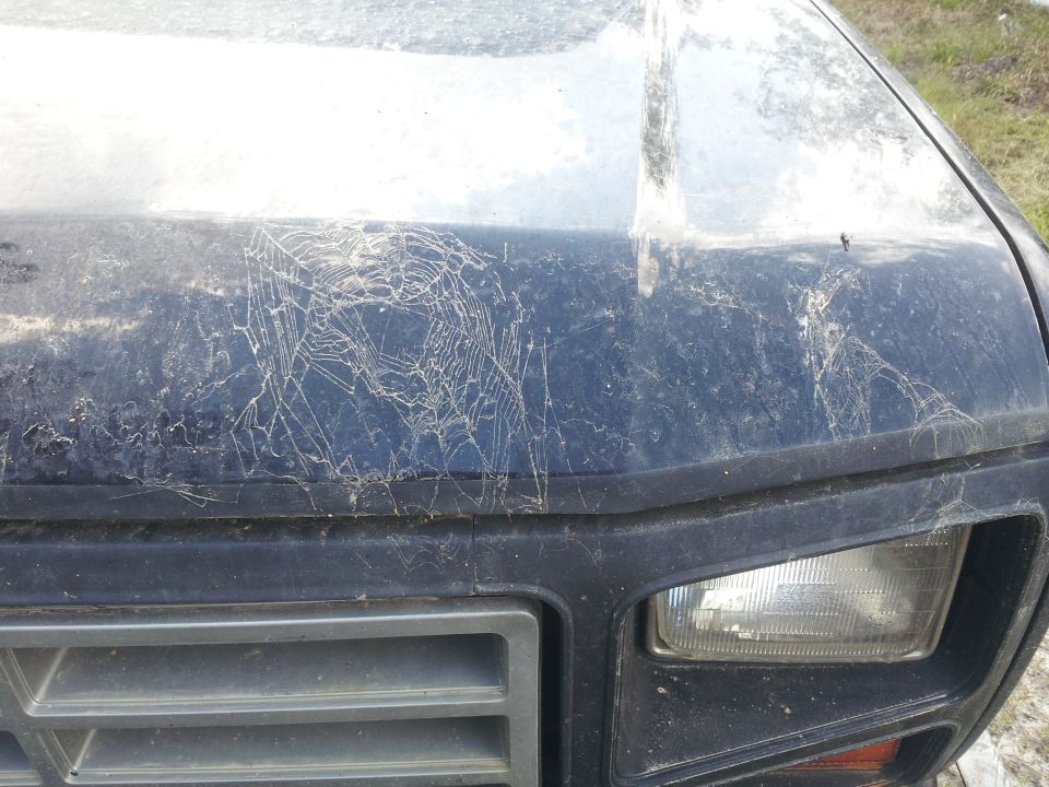 Dark blue SUV hood covered in cobwebs and dust, showing a portion of the grille and headlight