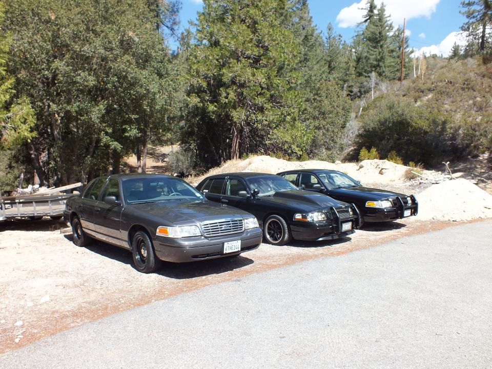 Three Ford Crown Victoria sedans parked on gravel shoulder with pine forest behind