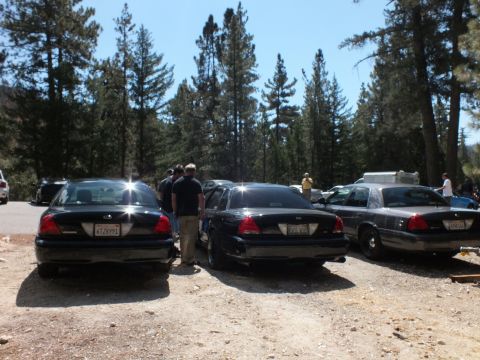 2003 Ford Crown Victoria - Three dark Crown Victorias seen from behind in a pine-lined gravel lot with onlookers.