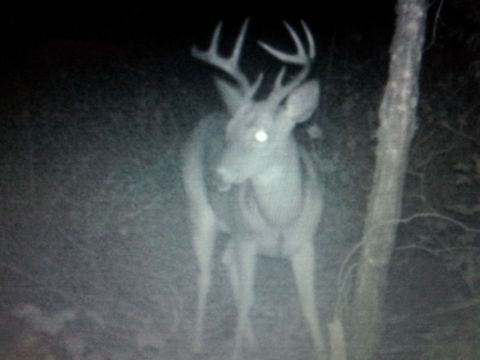 1986 Ford Bronco - A buck with impressive antlers is captured by a trail camera in a wooded area.