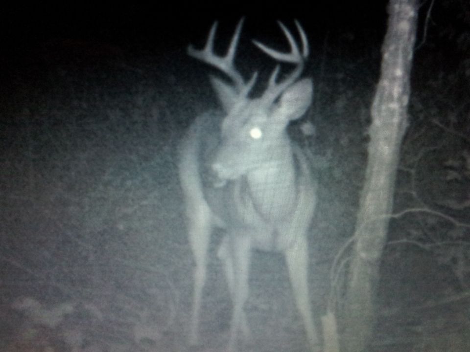 deer with large antlers standing in woods at night