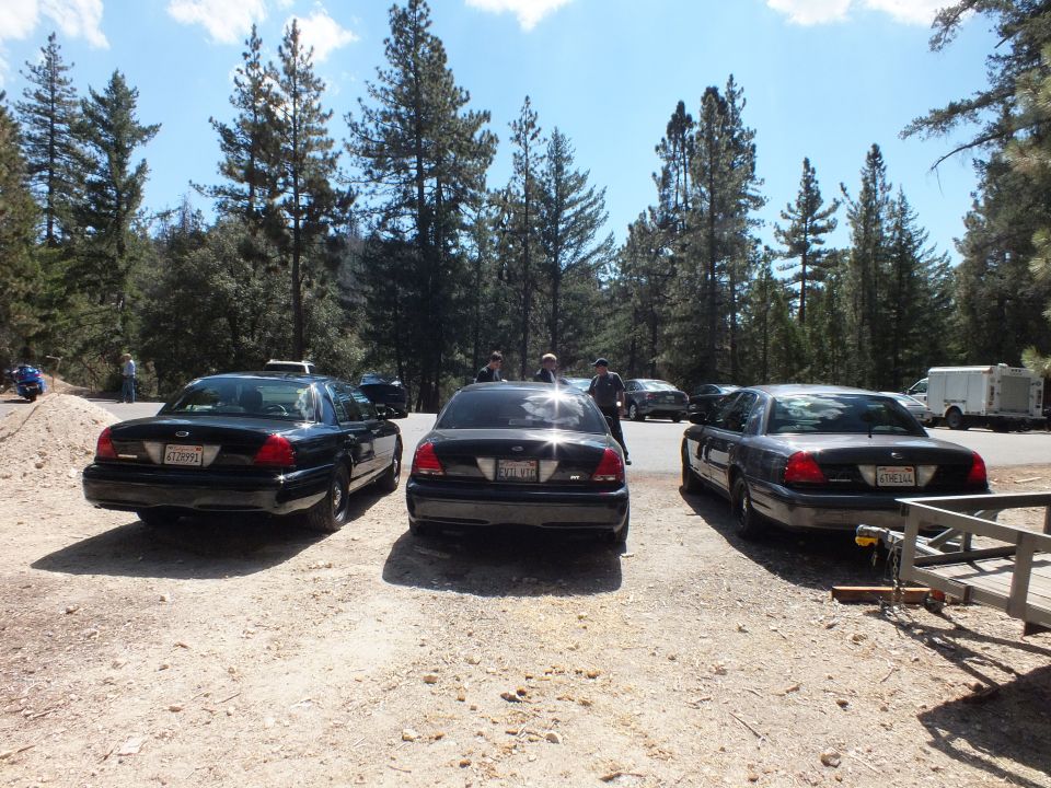 Rear view of three black Ford Crown Victoria sedans parked among pine trees
