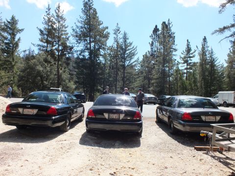 2003 Ford Crown Victoria - trio of black full-size sedans sit tail-out among tall pines with people nearby.