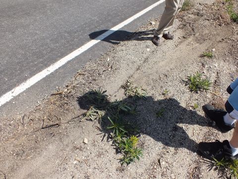 2003 Ford Crown Victoria - Close view of a highway shoulder showing weeds and gravel beside the painted white line.