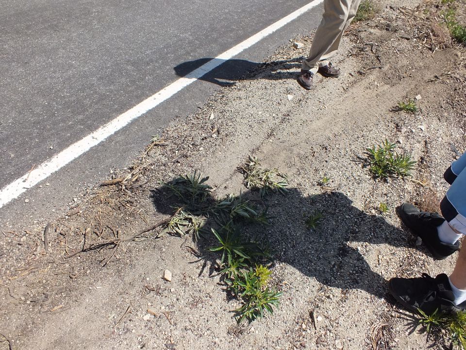 Roadside shoulder detail with green weeds, gravel, and people's feet near white edge line