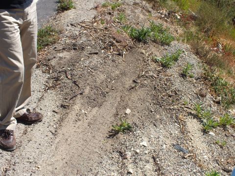 2003 Ford Crown Victoria - Tire tracks press into a dusty gravel berm scattered with sticks beside a person standing.