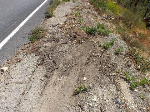 2003 Ford Crown Victoria - Tire ruts cut across a dusty hillside shoulder strewn with twigs next to the pavement edge.