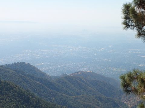 2003 Ford Crown Victoria - Distant city grid fades into smog beneath green ridgelines and a pine branch