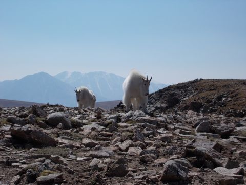 1986 Ford Bronco II - Mountain goats navigate a rocky, high-altitude landscape under a bright, clear sky.