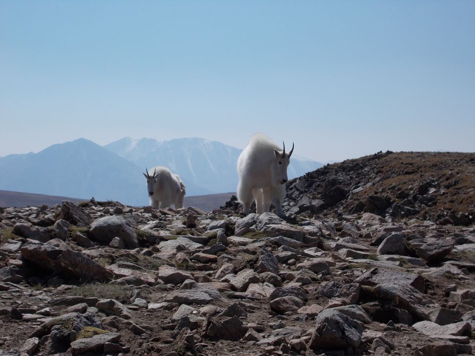 Two white mountain goats stand on a rocky slope with mountains in the background under a clear blue sky