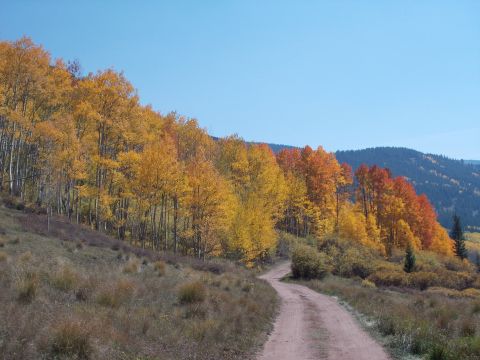 1986 Ford Bronco II - Autumn foliage blankets a mountainside with a dirt road leading through the scene.