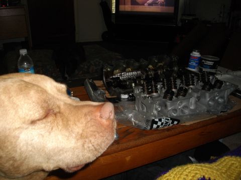 1989 Ford Probe - A dog investigates an engine cylinder head on a wooden table, with a TV in the background.