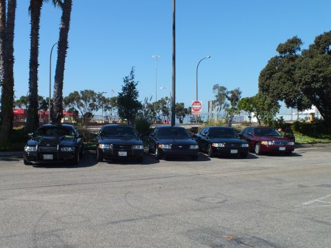2003 Ford Crown Victoria - Five Ford sedans face the camera in a row beneath tall palms and clear sky.