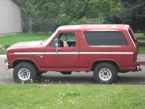 1981 Ford Bronco - While walking back and forth from the truck to the Bronco, a random passerby crawled in and made himself at home.