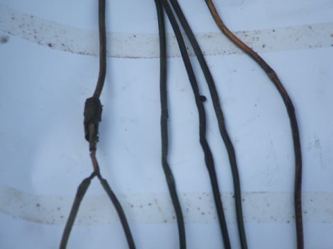 1966 Ford Ranchero - A close-up view of a vehicle's wiring harness, showing aged wires and tape repairs.