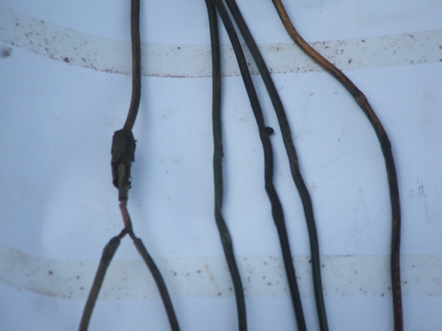 Wiring harness with tape and split wires