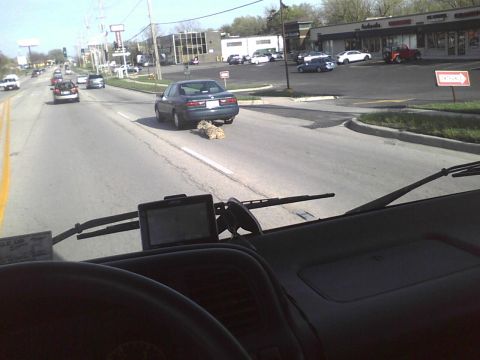 2003 Ford Crown Victoria - A dark sedan is seen from the driver's perspective with a large, furry object stuck to its rear bumper while driving on a road.
