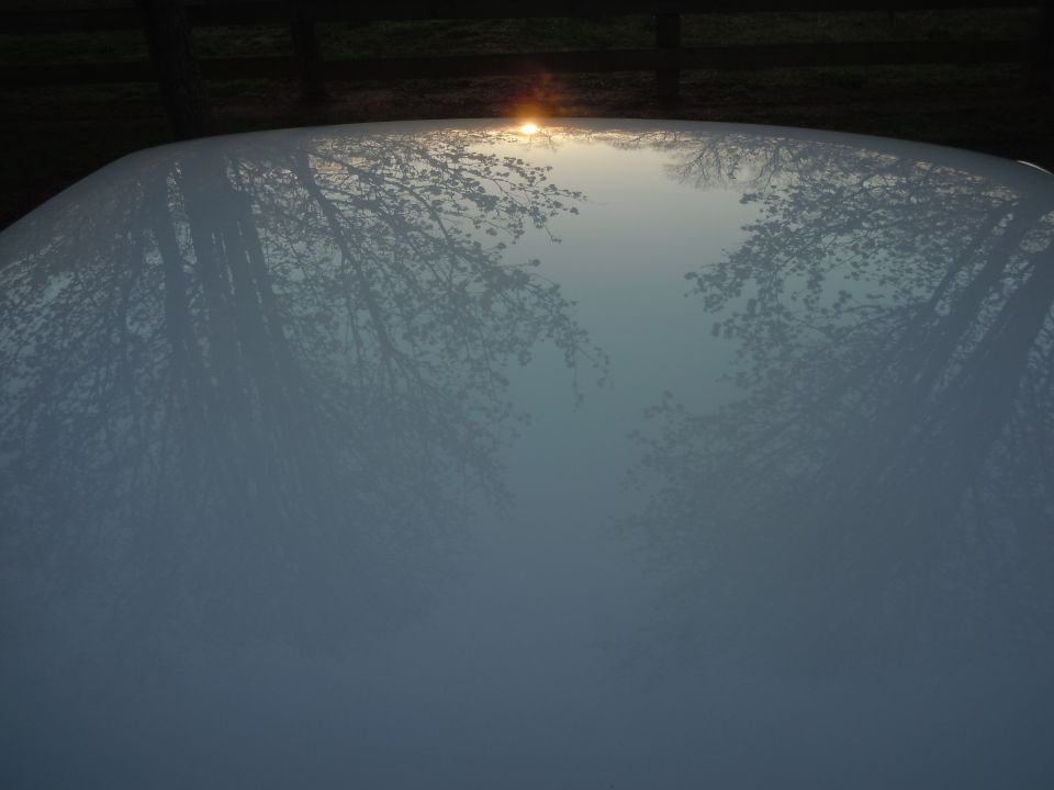 White car hood reflecting trees and sunset