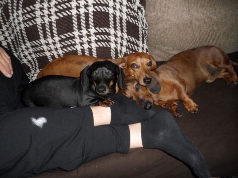 1994 Jeep Cherokee - Three dachshunds are relaxing together on a couch, with a person's legs visible in the foreground.