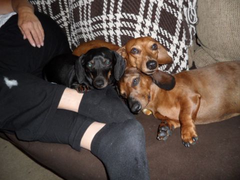 1994 Jeep Cherokee - Three dachshunds, one black and two brown, are relaxing together on a brown couch.
