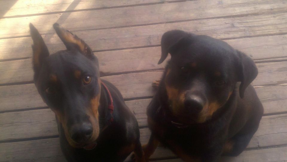 Two dogs, one Doberman and one Rottweiler mix, sit on a wooden deck