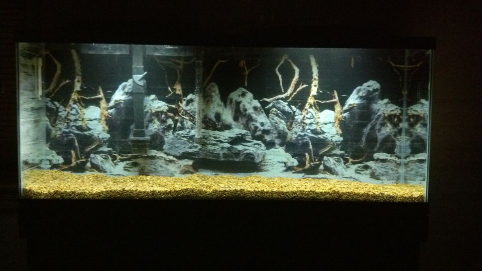 Aquarium with yellow gravel, gray rocks, and driftwood