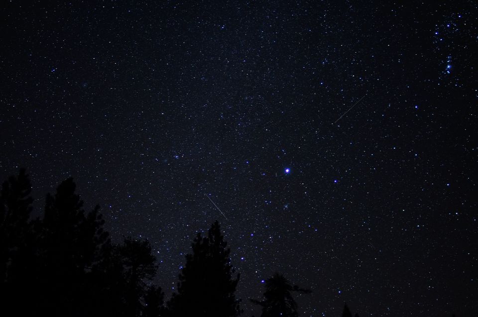 Dark night sky filled with stars, with silhouettes of pine trees along the bottom edge