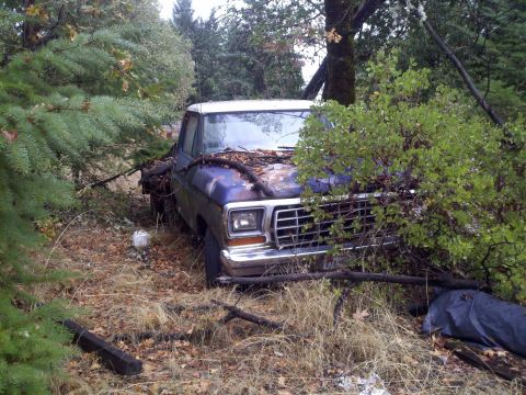 1978 Ford Bronco - Abandoned 1979 Ford F-Series pickup truck sits in a wooded area, partially covered by plants.