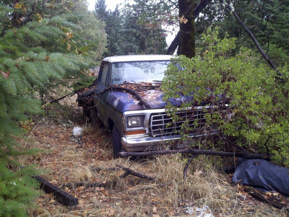 1979 Ford F-Series pickup truck, front view, overgrown with vegetation