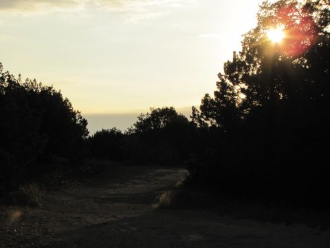 1995 Ford Bronco - A dirt road winds through trees as the sun sets, casting long shadows.