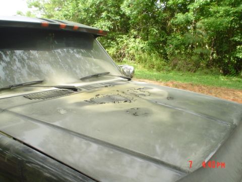 1986 Ford Bronco - The hood of a truck shows significant wear and tear with peeling paint.