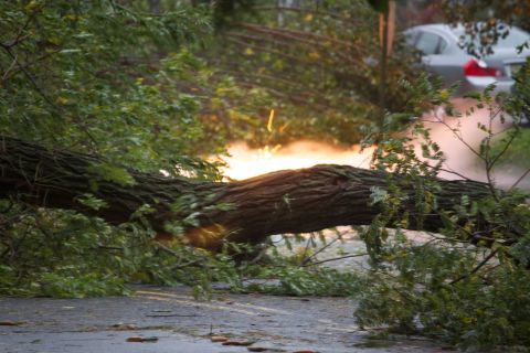 1990 Ford Bronco - A large tree has fallen across the road, obscuring a car in the background.