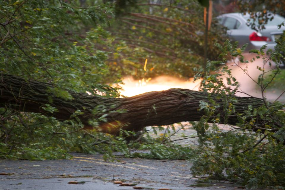 Fallen tree on road, car visible behind branches