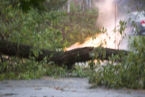 1990 Ford Bronco - A large tree has fallen, blocking the road and obscuring a vehicle in the distance.