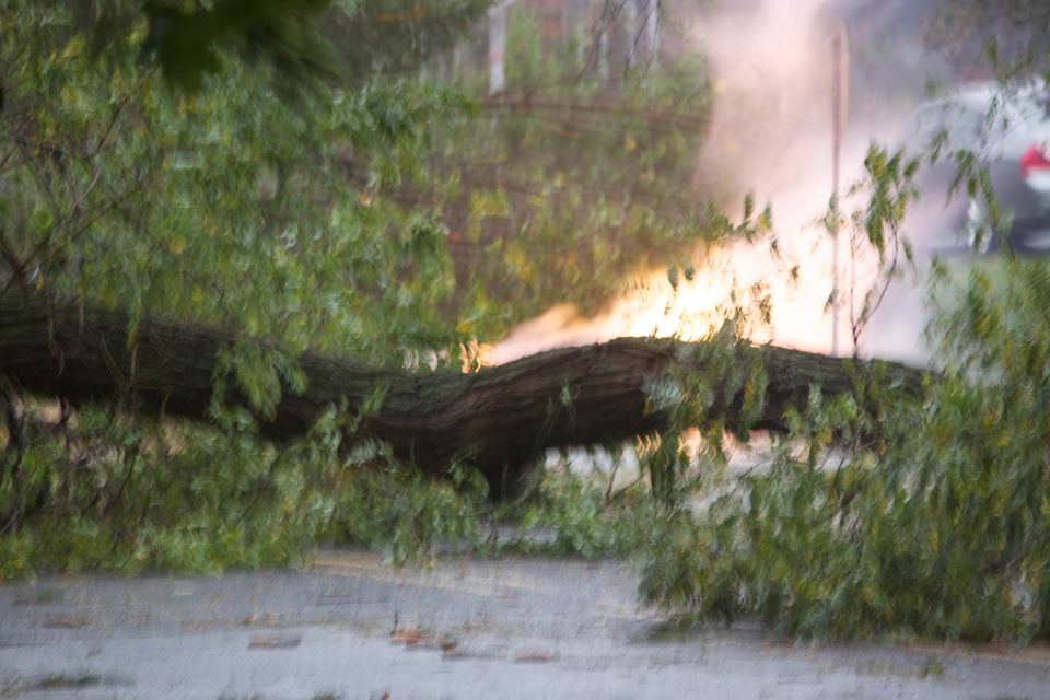Fallen tree across road, with a car visible in the background through smoke or dust