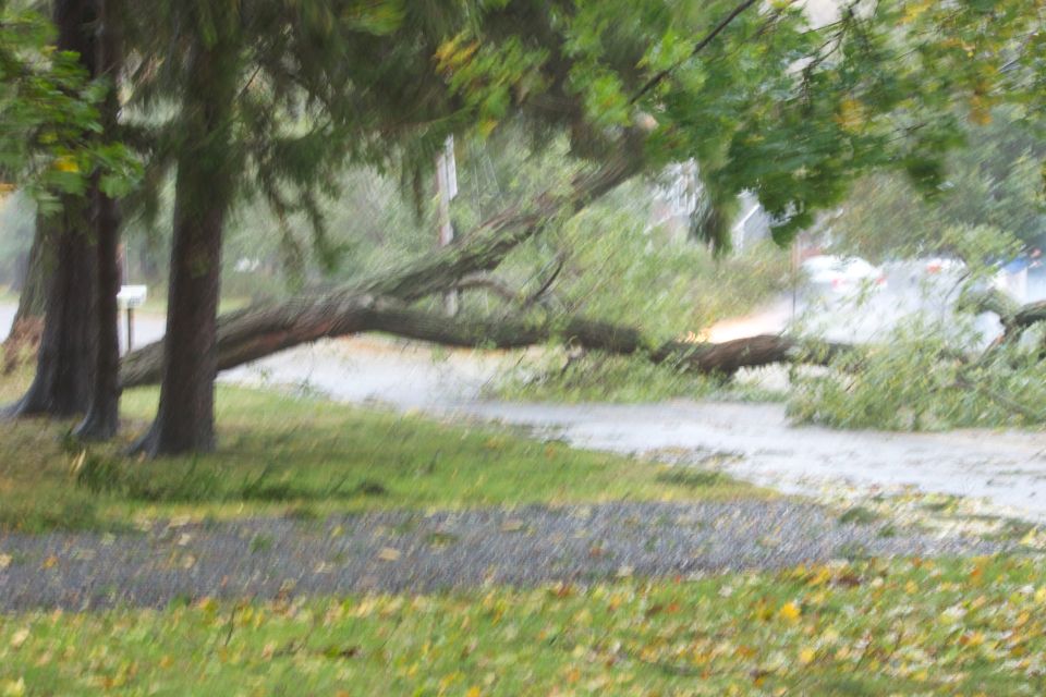 Flooded road with fallen trees and distant cars