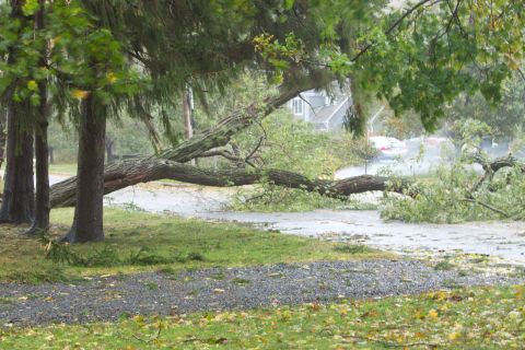 1990 Ford Bronco - A large tree has fallen across a road, likely due to severe weather.