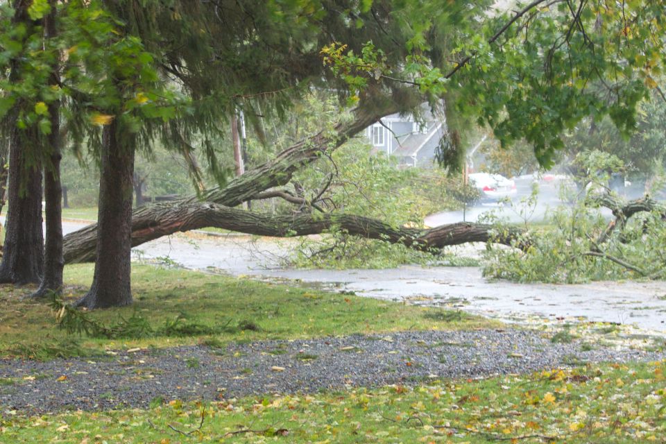 Fallen tree across a road with a house in the background