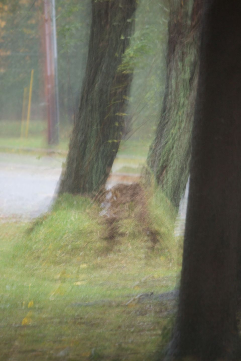 Trees and a road in a blurry outdoor scene
