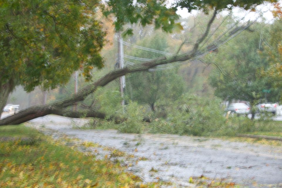 Fallen tree across a road with debris and some vehicles in the background