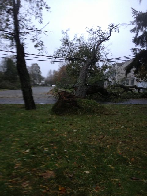 1990 Ford Bronco - A large tree has fallen across a road, likely due to a storm.