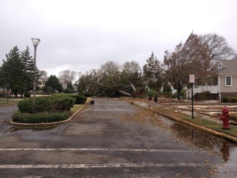 1990 Ford Bronco - A large tree has fallen across a wet parking lot, with debris scattered around the area.