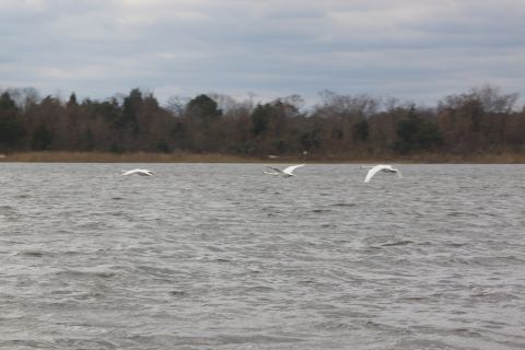 1990 Ford Bronco - Three swans in flight over a body of water under a cloudy sky.